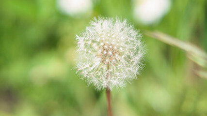 dandelion blowball