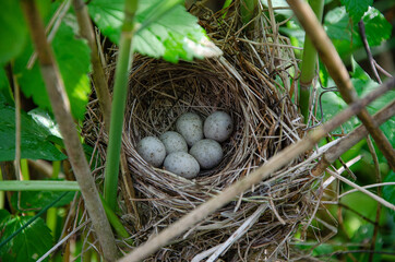 eggs of a small forest bird in the nest
