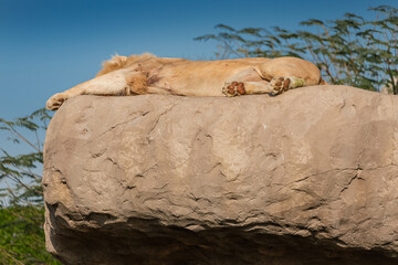 An unusual white lion an old leader covered with scars rests on a high rock and sleeping - Powered by Adobe