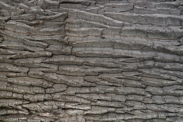Background of brown wood bark