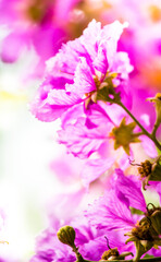 Close up Violet Lagerstroemia floribunda flower in home garden on summer.