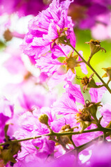 Close up Violet Lagerstroemia floribunda flower in home garden on summer.