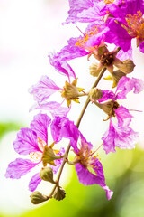 Fototapeta na wymiar Close up Violet Lagerstroemia floribunda flower in home garden on summer.