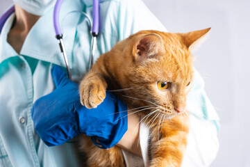 A veterinarian holds a bright red cat in his arms. Animal Health Concept