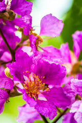 Close up Violet Lagerstroemia floribunda flower in home garden on summer.