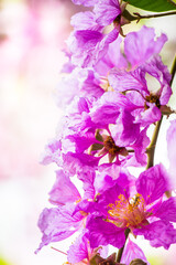 Fototapeta na wymiar Close up Violet Lagerstroemia floribunda flower in home garden on summer.