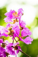 Fototapeta premium Close up Violet Lagerstroemia floribunda flower in home garden on summer.