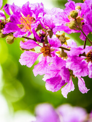 Close up Violet Lagerstroemia floribunda flower in home garden on summer.