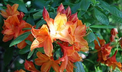 spring flower IV © Sonia