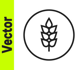 Black line Cereals set with rice, wheat, corn, oats, rye, barley icon isolated on white background. Ears of wheat bread symbols. Vector