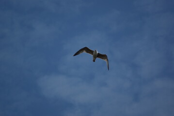 Fototapeta na wymiar seagull flying in blue skies