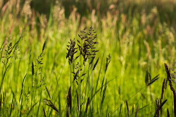 fresh green grassy meadow in summer © Paulina