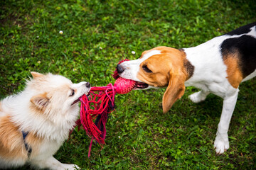 Two dogs playing tug of war with a rope. Canine concept.