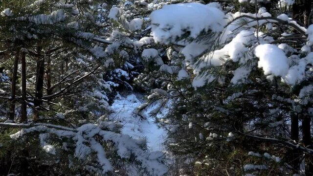 Walking in forest on hiking trail while snowing in winter