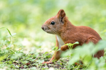 Naklejka na ściany i meble Young red squirrel