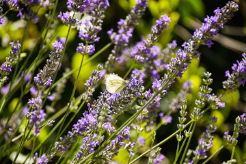 Levander flower with butterfly. New purple farm in nature.