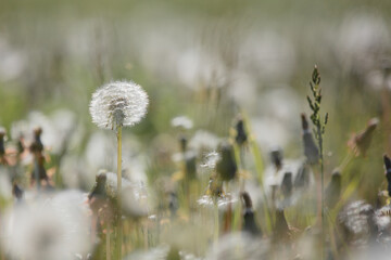 Fluffy dandelion of white color on a background of green grass.