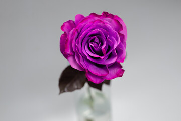 Purple rose isolated on a white background.
