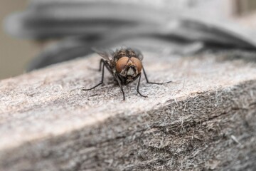 Specimen of common fly in the foreground