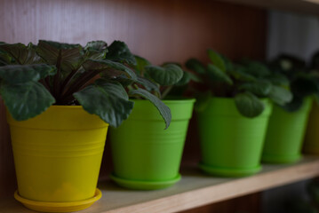 Flowers in pots on the windowsill