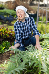 Girl cuts ripe artichokes with a pruner in the garden. High quality photo