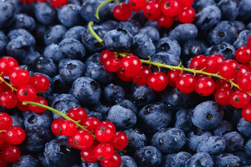 Blackberry, raspberry, blueberry,  red currant and mint background.