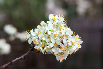 Beautiful blooming apricot tree branches with white flowers growing in a garden. Spring nature background.