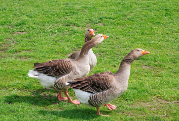 Brown geese walking on the meadow with green grass at farm. Domestic birds.