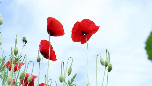 Wild red poppies in the summer season under the blue sky bloomed in the field