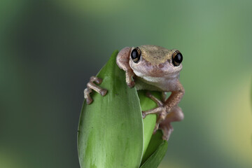 Litoria rubella tree frog on green leaves, Desert tree frog closeup