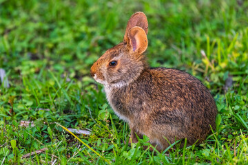 Fototapeta premium Meaher State Park Rabbit