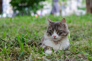 Naklejka na ściany i meble The spotted cat is sitting on the street. The street cat is walking. Abandoned pet.