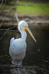 Zoos portrait of pelican who is sittig on stick. They are amazing animal. And they are looking so good.