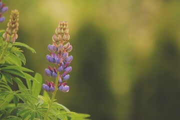 Fototapeta premium Fioletowy kwiat łubinu na zielonym tle