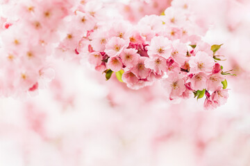 Amazing pink cherry blossoms on the Sakura tree. Beautiful spring tree.