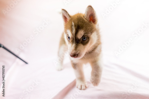 シベリアンハスキー 子犬 かわいい パピー オッドアイ ブルーアイ Wall Mural Tadogami シベリアンハスキー 子犬 かわいい パピー オッドアイ ブルーアイ Wall Mural Tadogami