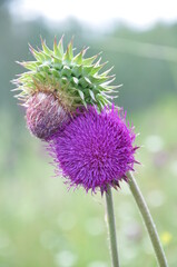 Purple thistle