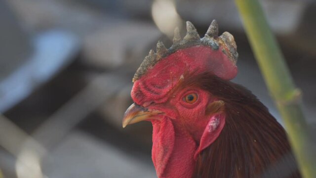 Portrait of a red rooster with a red scallop close-up