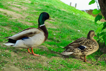Naklejka na ściany i meble Male and female ducks sit in the green grass near the pond. nature and animals