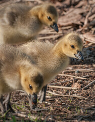 Goslings