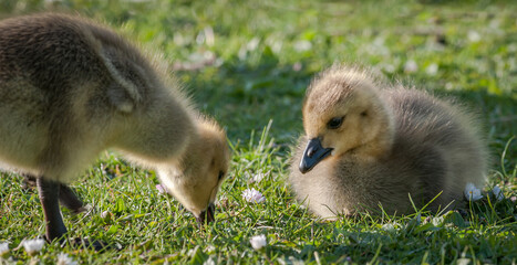 Goslings feeding