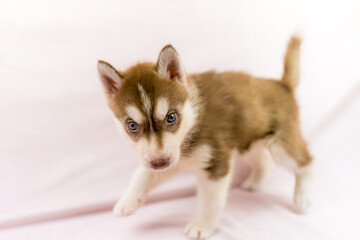 シベリアンハスキー 子犬 かわいい パピー オッドアイ ブルーアイ Animal Wall Mural Anim Tadogami シベリアンハスキー 子犬 かわいい パピー オッドアイ ブルーアイ Animal Wall Mural Anim Tadogami