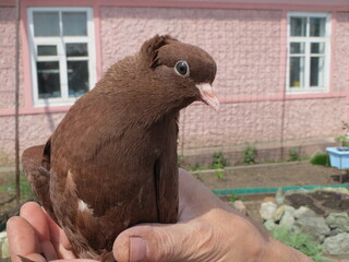 Brown dove in the palm
