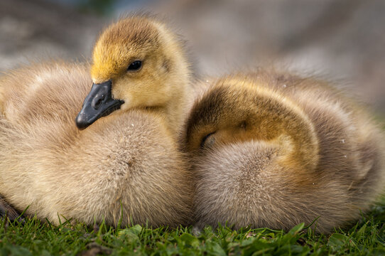 Sleeping goslings