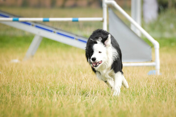 border collie is jumping over the hurdles. Amazing day on czech agility privat training