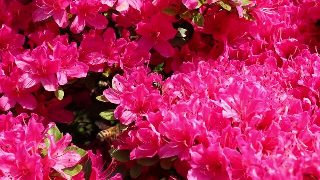 Azalea Bush Bilder – Durchsuchen 26,184 Archivfotos, Vektorgrafiken und ...
