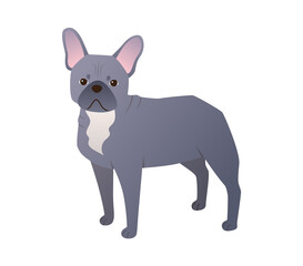 French Bulldog cartoon isolated on white background. Cute small companion dog. Friendly pet vector illustration