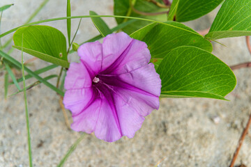 Pink flowers (Ipomoea pes-caprae) or Beach Morning Glory