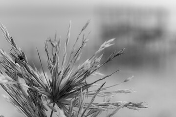 Close up Spinifex littoreus grass on the beach.