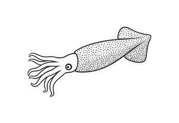 Squid outline. Isolated squid on white background